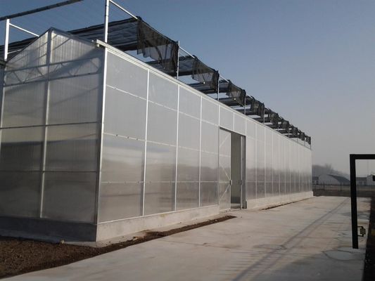 8m 9.6m 12m スパン幅 ハイブリッドトマト種子と野菜のための農業温室
