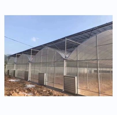 野菜 果物 花 フィルム温室 中国製 多スパン温室 トマト栽培用