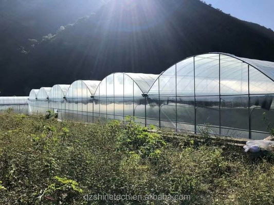 野菜 果物 花 フィルム温室 中国製 多スパン温室 トマト栽培用