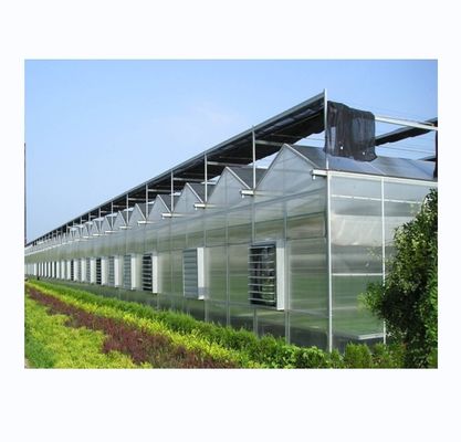 野菜や花を栽培するための大規模の多種間農業温室