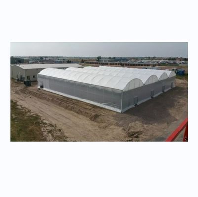 8m Span Width Multi Span 冷却システム付き農業用商用トマト温室