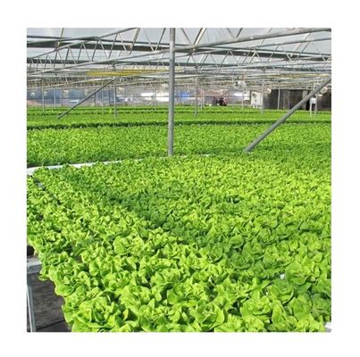 ビデオ 出勤検査 葉緑野菜の生産のための水栽培温室