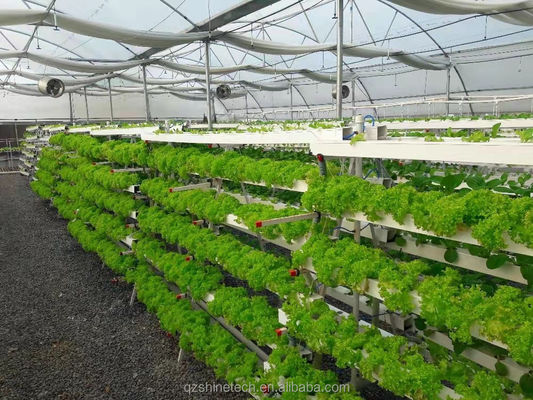 ビデオ 出勤検査 葉緑野菜の生産のための水栽培温室