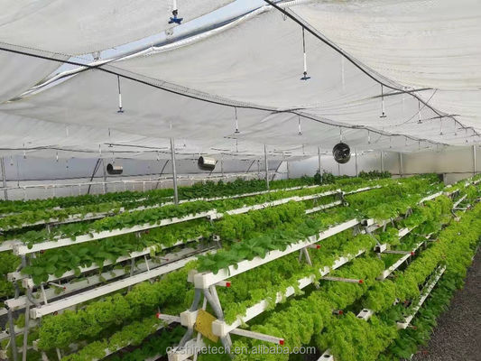 ビデオ 出勤検査 葉緑野菜の生産のための水栽培温室