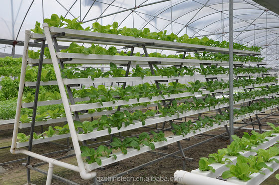 ビデオ 出勤検査 葉緑野菜の生産のための水栽培温室