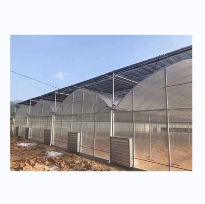 8m スパン幅ポリトンネル温室 高収量トマト栽培