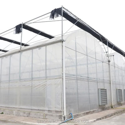 8m スパン幅ポリトンネル温室 高収量トマト栽培
