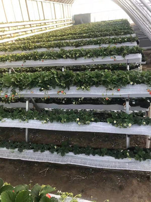 薄膜付き 野菜温室 冬暖房用の3つの地壁 単層