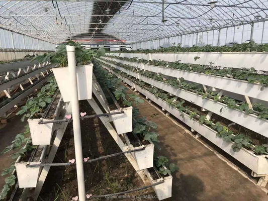 チリペッパー 黄瓜 と ストロベリー を 栽培 する ため の 水栽培 プランテーション 溝