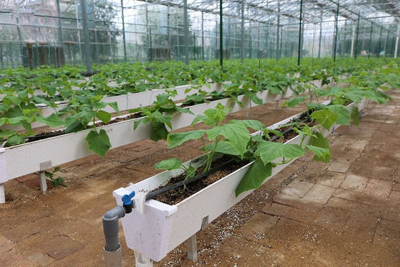 チリペッパー 黄瓜 と ストロベリー を 栽培 する ため の 水栽培 プランテーション 溝