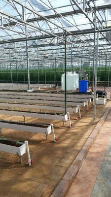 チリペッパー 黄瓜 と ストロベリー を 栽培 する ため の 水栽培 プランテーション 溝